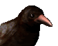 another crow gif
